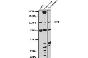 Western blot analysis of extracts of various cell lines, using BOP1 antibody (ABIN7265887) at 1:1000 dilution. (BOP1 antibody  (AA 600-680))