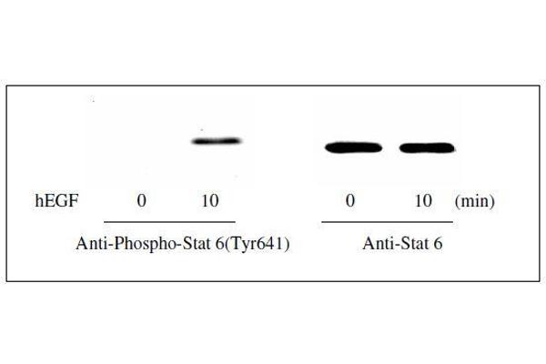 STAT6 ELISA Kit