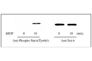 Western blot analysis of extracts from 100 ng/mL hEGF treated A431 cells. (STAT6 ELISA Kit)