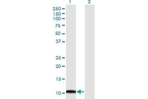Western Blot analysis of ERAF expression in transfected 293T cell line by ERAF monoclonal antibody (M32), clone 2E4.