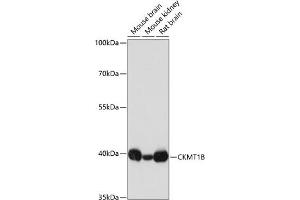 Western blot analysis of extracts of various cell lines, using CKMT1B antibody (ABIN3017245, ABIN3017246, ABIN3017247 and ABIN6220012) at 1:3000 dilution. (CKMT1B antibody  (AA 1-85))