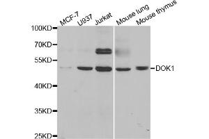Western blot analysis of extracts of various cell lines, using DOK1 antibody. (DOK1 antibody)