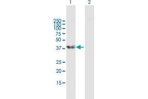 Western Blot analysis of SFRS5 expression in transfected 293T cell line by SFRS5 MaxPab polyclonal antibody. (SRSF5 antibody  (AA 1-272))