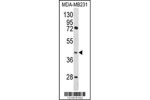 Western blot analysis of HOMER3 Antibody in MDA-MB231 cell line lysates (35ug/lane) (HOMER3 antibody  (AA 281-308))