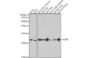 Western blot analysis of extracts of various cell lines, using UPP1 antibody (ABIN7271232) at 1:1000 dilution. (UPP1 antibody)