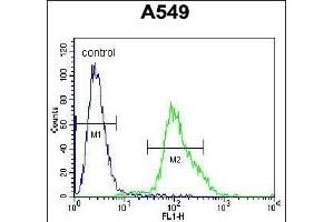 FOXN1 Antibody (Center) (ABIN655992 and ABIN2845374) flow cytometric analysis of A549 cells (right histogram) compared to a negative control cell (left histogram). (FOXN1 antibody  (AA 350-378))
