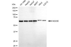 anti-Mex-3 Homolog D (MEX3D) antibody