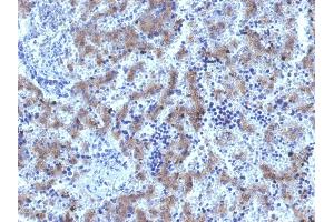 Formalin-fixed, paraffin-embedded human Fetal Liver stained with Glypican-3 Rabbit Recombinant Monoclonal Antibody (GPC3/1534R). (Glypican 3 antibody)
