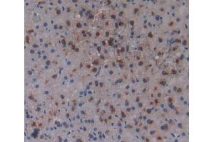 Used in DAB staining on fromalin fixed paraffin- embedded Kidney tissue (ACD antibody  (AA 147-342))