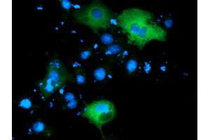 Anti-PIK3AP1 mouse monoclonal antibody (ABIN2453459) immunofluorescent staining of COS7 cells transiently transfected by pCMV6-ENTRY PIK3AP1 (RC214125). (PIK3AP1 antibody)