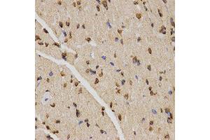 Immunohistochemistry of paraffin-embedded mouse heart using TriMethyl-Histone H4-K20 antibody. (Histone H4 antibody  (3meLys20))
