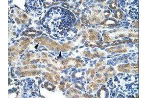 Image no. 1 for anti-Zinc Finger Protein 24 (ZNF24) (AA 189-238) antibody (ABIN6735862) (ZNF24 antibody  (AA 189-238))