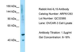 Western Blotting (WB) image for anti-Interleukin 16 (IL16) (N-Term) antibody (ABIN2788749) (IL16 antibody  (N-Term))