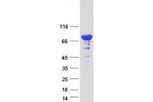 Validation with Western Blot (RAB11FIP1 Protein (Transcript Variant 1) (Myc-DYKDDDDK Tag))