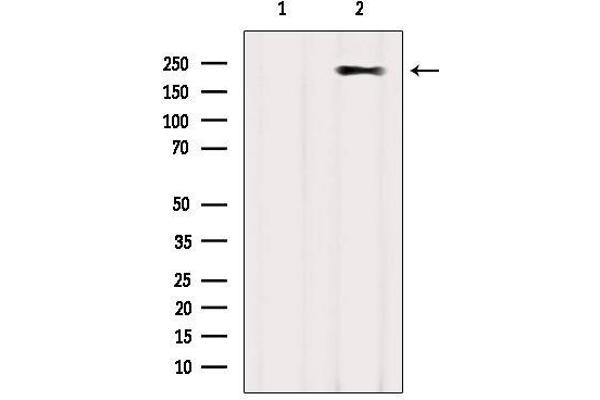 MYH2 antibody