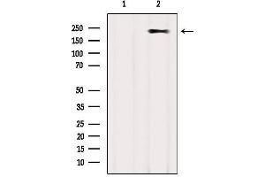 Western blot analysis of extracts from COS-7, using MYH2 Antibody. (MYH2 antibody)