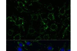 Immunofluorescence (IF) image for anti-Glutamate Dehydrogenase 1 (GLUD1) antibody (ABIN7263621)
