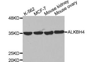 Western blot analysis of extracts of various cell lines, using ALKBH4 antibody.