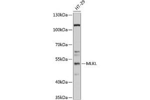 Western blot analysis of extracts of HT-29 cells, using MLKL antibody (ABIN6130556, ABIN6143880, ABIN6143884 and ABIN6217451) at 1:1000 dilution.