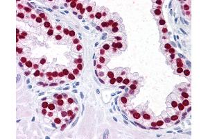 Anti-FOXA1 antibody IHC of human prostate. (FOXA1 antibody  (AA 367-473))