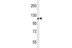 Western Blotting (WB) image for anti-Fibroblast Growth Factor Receptor 2 (FGFR2) (AA 7-37) antibody (ABIN3030951)