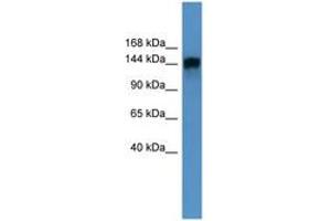 Image no. 1 for anti-Phosphatidylinositol Transfer Protein, Membrane-Associated 1 (PITPNM1) (AA 117-166) antibody (ABIN6746671) (PITPNM1 antibody  (AA 117-166))