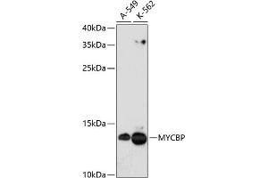 Western blot analysis of extracts of various cell lines, using MYCBP antibody (ABIN1680940, ABIN3019105, ABIN3019106 and ABIN6220717) at 1:3000 dilution. (MYCBP antibody  (AA 1-103))