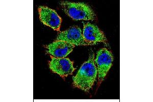 Confocal immunofluorescent analysis of NKD2 Antibody (C-term) (ABIN656092 and ABIN2845435) with  cell followed by Alexa Fluor 488-conjugated goat anti-rabbit lgG (green). (NKD2 antibody  (C-Term))