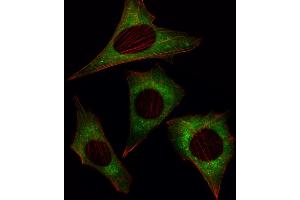 Fluorescent image of NIH/3T3 cell stained with MOB4A Antibody (C-term) (ABIN391030 and ABIN2841198).