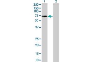 Western Blot analysis of C21orf66 expression in transfected 293T cell line by C21orf66 MaxPab polyclonal antibody. (PAX3 and PAX7 Binding Protein 1 (PAXBP1) (AA 1-398) antibody)