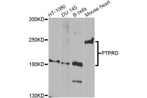 Western blot analysis of extracts of various cell lines, using PTPRD Antibody.