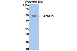 Western Blotting (WB) image for anti-Elastin (ELN) (AA 266-443) antibody (ABIN1858710) (Elastin antibody  (AA 266-443))
