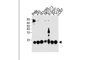 PIN1 Antibody (ABIN1882275 and ABIN2843608) western blot analysis in Hela,293,mouse NIH/3T3,PC-12,COS-7 cell line and mouse brain,rat brain tissue lysates (35 μg/lane). (PIN1 antibody)