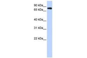 Image no. 1 for anti-Potassium Voltage-Gated Channel, Shaw-Related Subfamily, Member 3 (KCNC3) (AA 468-517) antibody (ABIN6740413) (KCNC3 antibody  (AA 468-517))