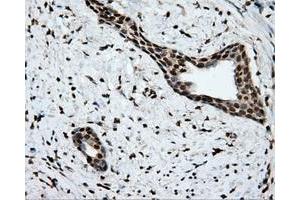 Image no. 1 for anti-Amyloid beta (A4) Precursor Protein (APP) antibody (ABIN1496877) (APP antibody)