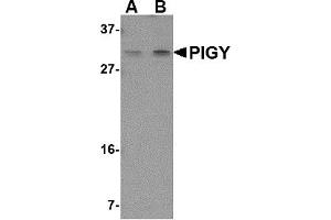 Western Blotting (WB) image for anti-Phosphatidylinositol Glycan Anchor Biosynthesis, Class Y (PIGY) (Middle Region) antibody (ABIN1031038) (PIGY antibody  (Middle Region))