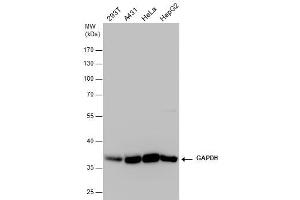 WB Image GAPDH antibody detects GAPDH protein by western blot analysis. (GAPDH antibody)