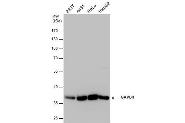 GAPDH 抗体