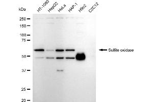 Western blotting analysis using Sulfite oxidase antibody (ABIN7800456). (Recombinant SUOX antibody)