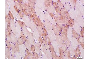 Paraformaldehyde-fixed, paraffin embedded rat skeletal muscle; Antigen retrieval by boiling in sodium citrate buffer (pH6. (COX IV antibody)