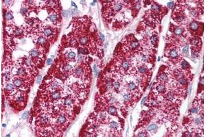 Human Adrenal (formalin-fixed, paraffin-embedded) stained with PCK1 antibody ABIN214134 at 5 ug/ml followed by biotinylated goat anti-rabbit IgG secondary antibody ABIN481713, alkaline phosphatase-streptavidin and chromogen. (PCK1 antibody  (AA 330-379))