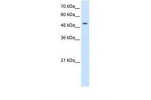 Image no. 1 for anti-Solute Carrier Family 41, Member 2 (SLC41A2) (AA 104-153) antibody (ABIN387738) (SLC41A2 antibody  (AA 104-153))