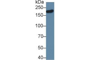 Western Blot; Sample: Human PC3 cell lysate; Primary Ab: 2µg/ml Rabbit Anti-Mouse DLG5 Antibody Second Ab: 0.