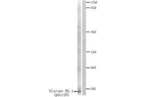 Western blot analysis of extracts from HuvEc cells treated with Serum.
