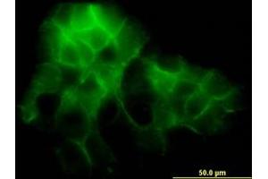 Image no. 2 for anti-Protocadherin 1 (PCDH1) (AA 62-170) antibody (ABIN598857) (Protocadherin 1 antibody  (AA 62-170))