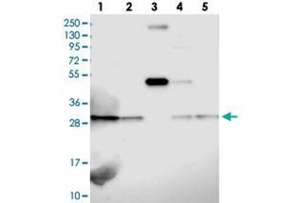 TIMM29 antibody