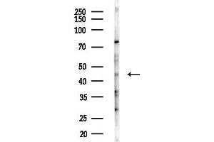 Western blot analysis of lysates from HepG2 cells(heat-shock,45 min treatment), using HPD Antibody at 1/1000 dilution.