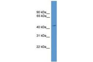 Image no. 1 for anti-Arrestin 3, Retinal (X-Arrestin) (ARR3) (AA 131-180) antibody (ABIN6746661) (ARR3 antibody  (AA 131-180))