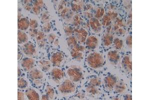 Used in DAB staining on fromalin fixed paraffin- embedded stomach tissue (Oncostatin M antibody  (AA 26-220))