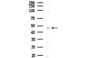anti-Protein Kinase, CAMP-Dependent, Regulatory, Type II, alpha (PRKAR2A) (N-Term) antibody
